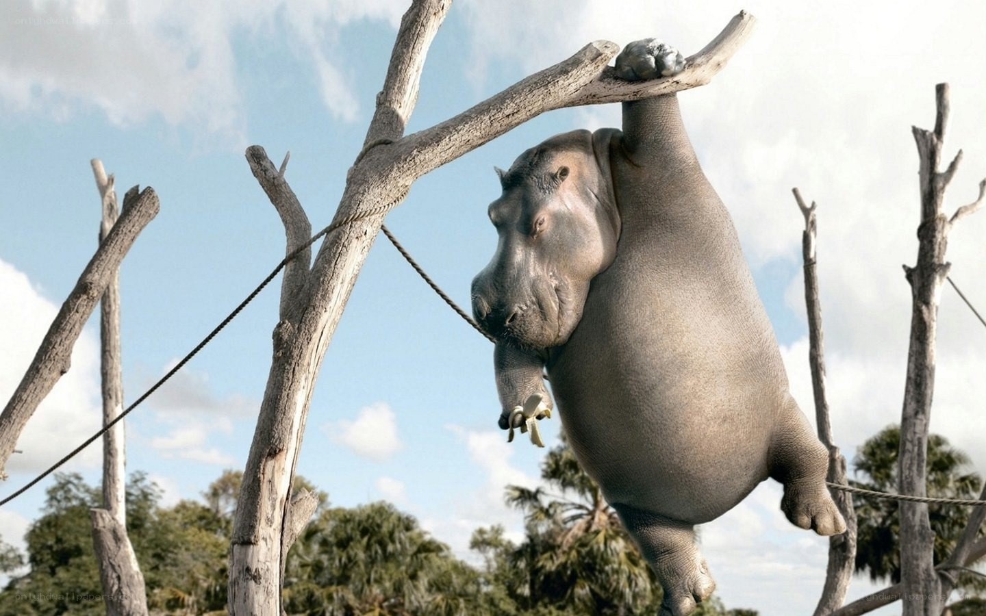 hippo hanging from tree