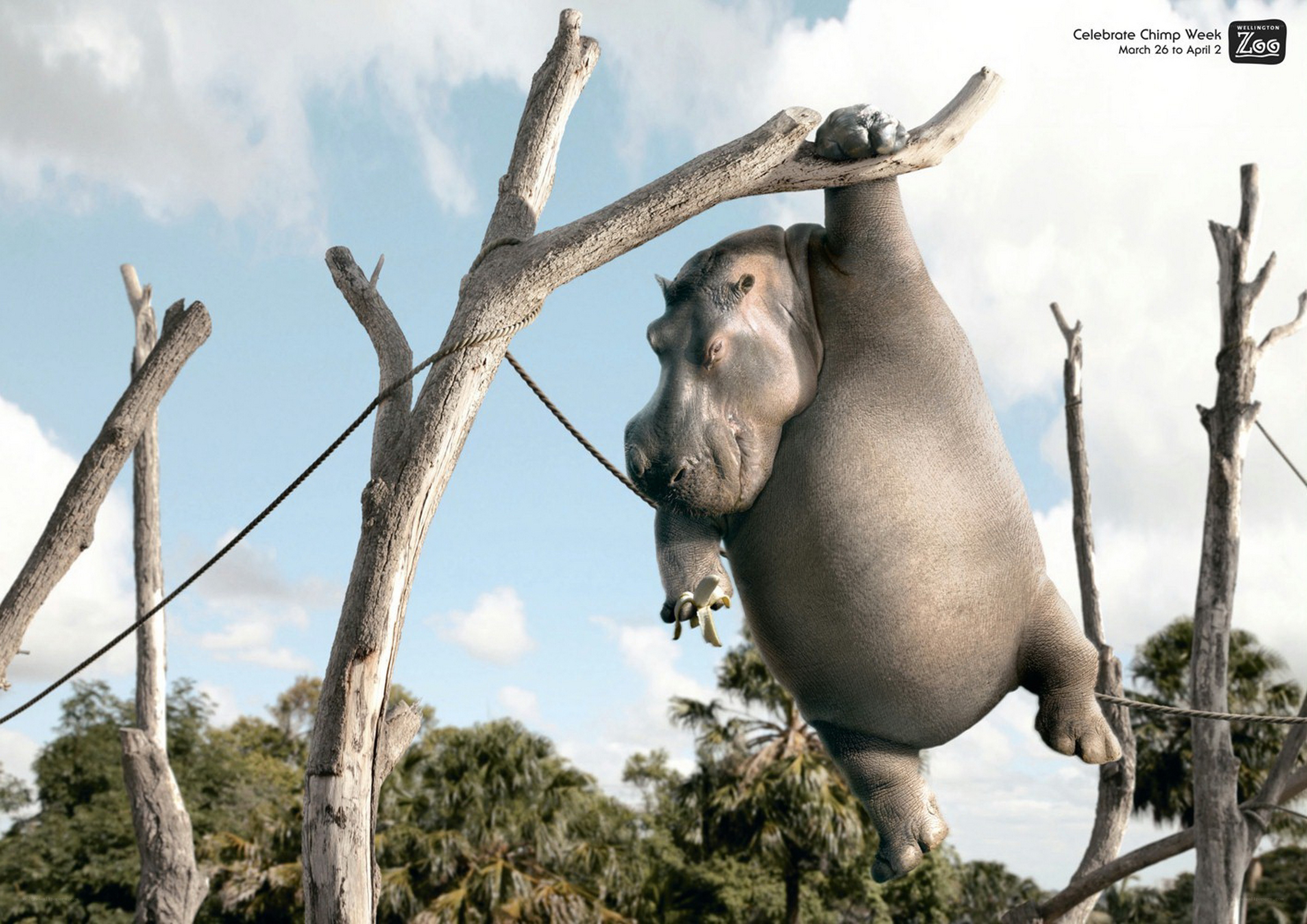 Hippo hanging from tree branch