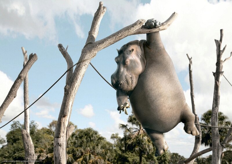 hippo hanging from tree branch