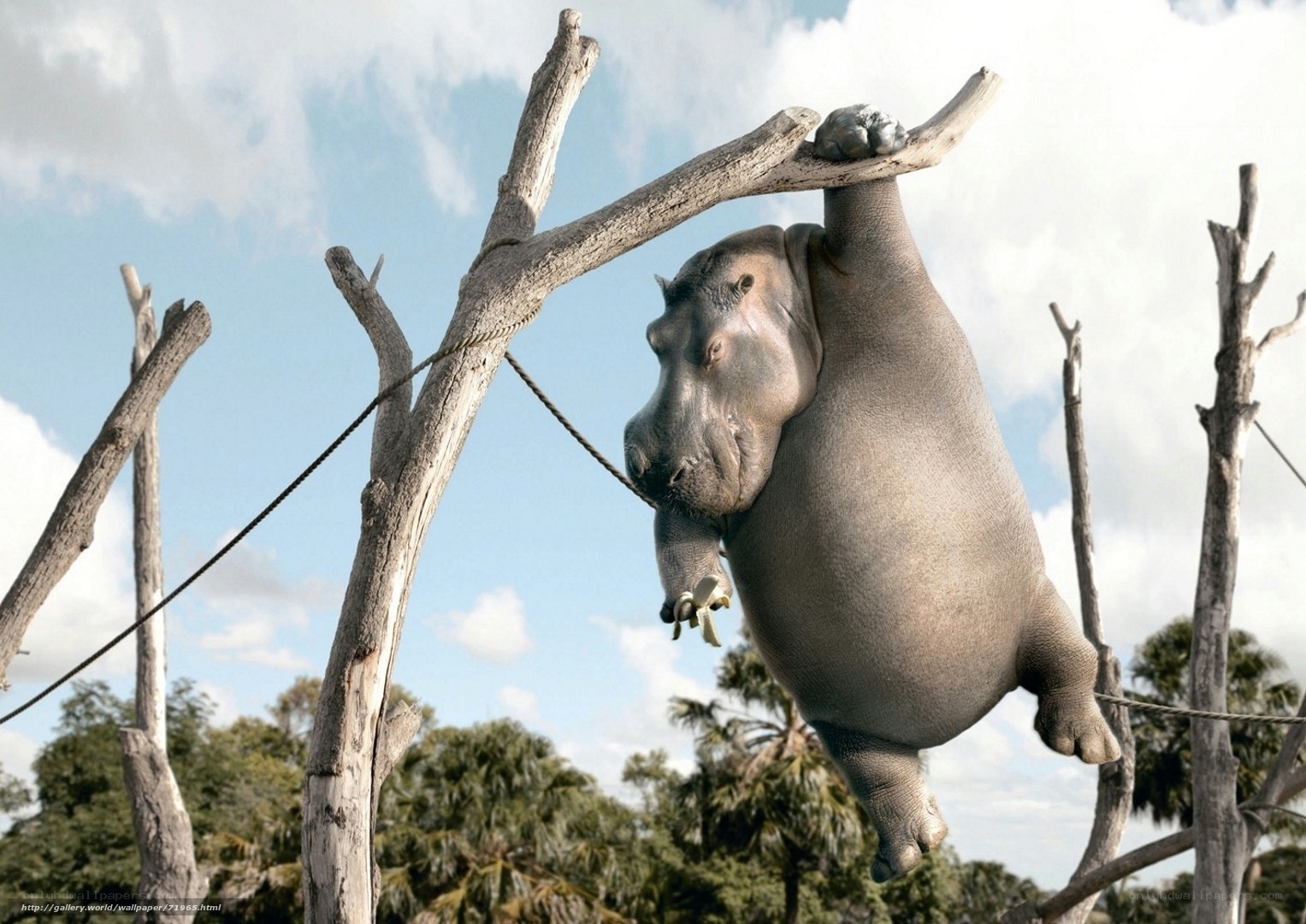 hippo hanging from tree branch