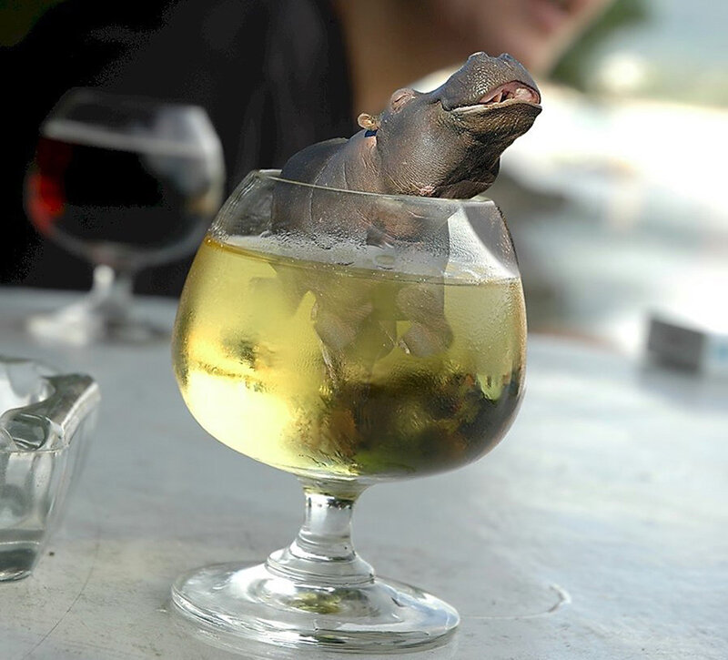 hippo in a glass of drink