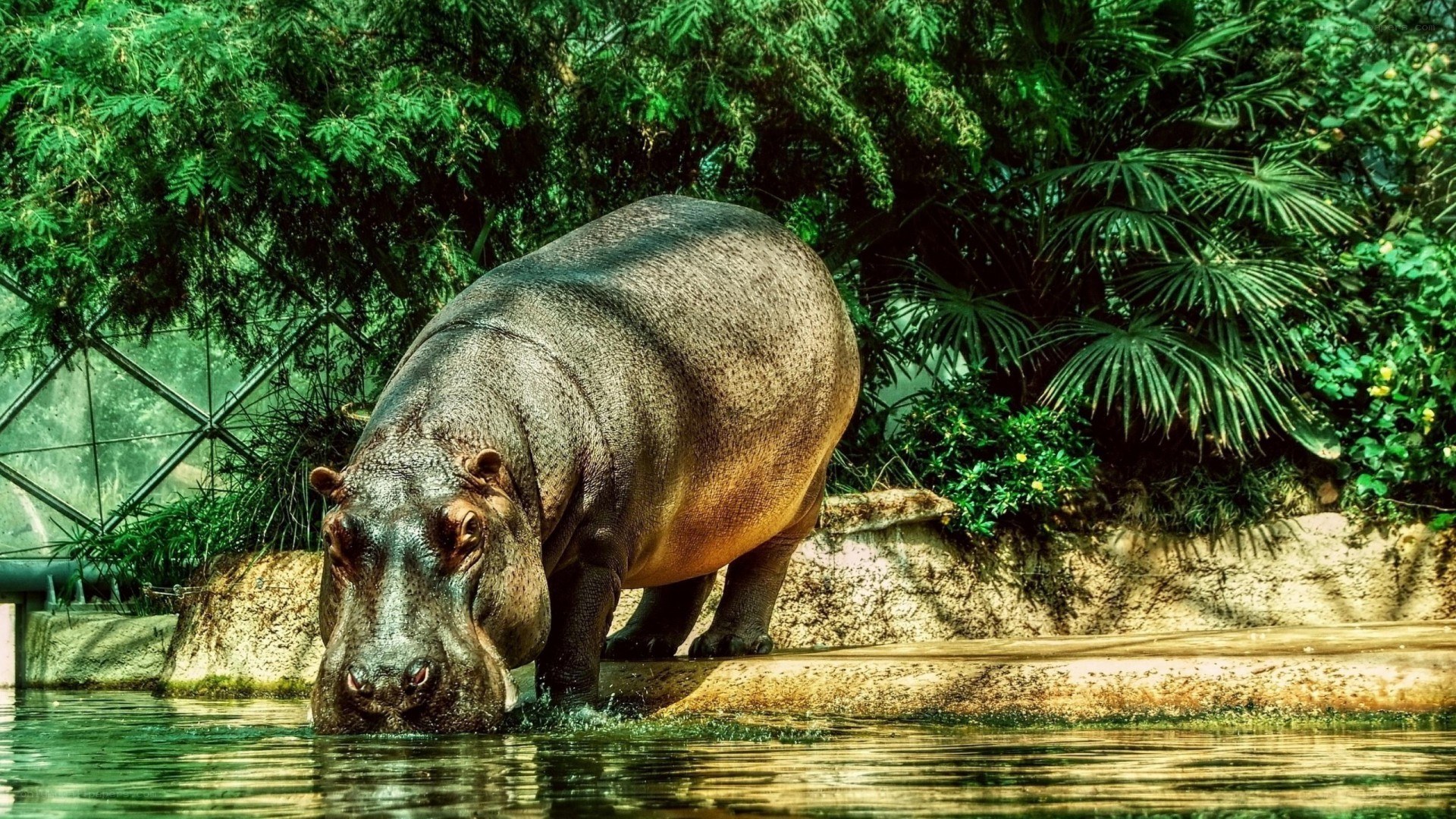 hippo in a lush enclosure