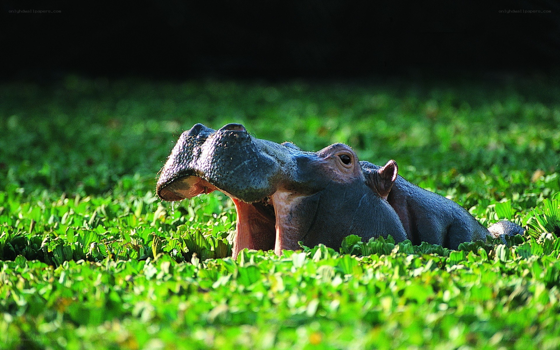 Hippo in aquatic plants