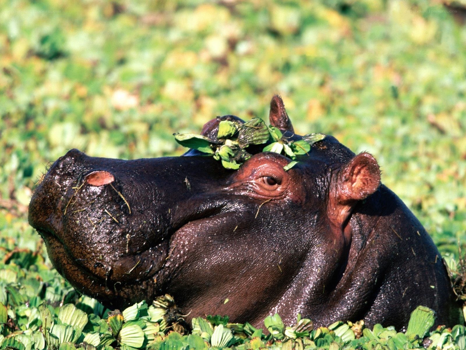 hippo in aquatic plants