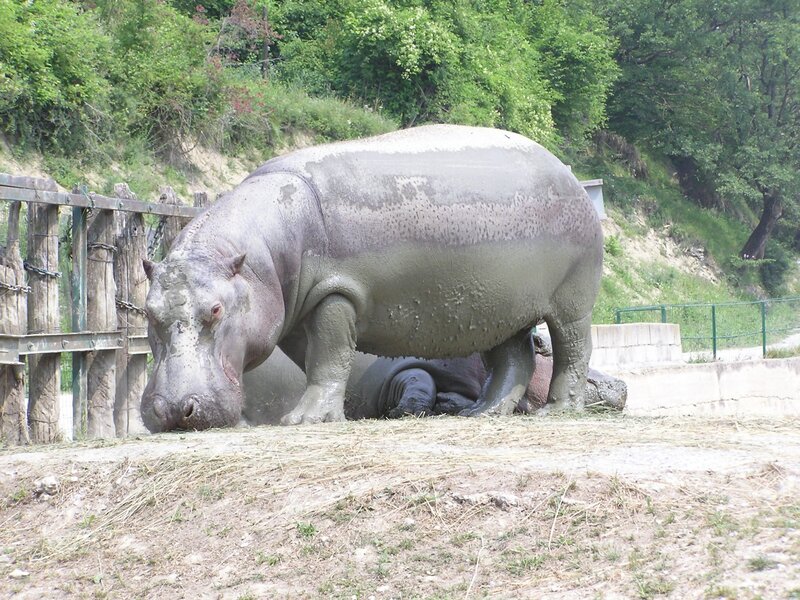 hippo in enclosure