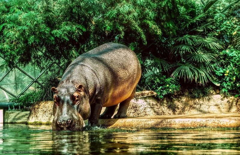 hippo in lush green enclosure