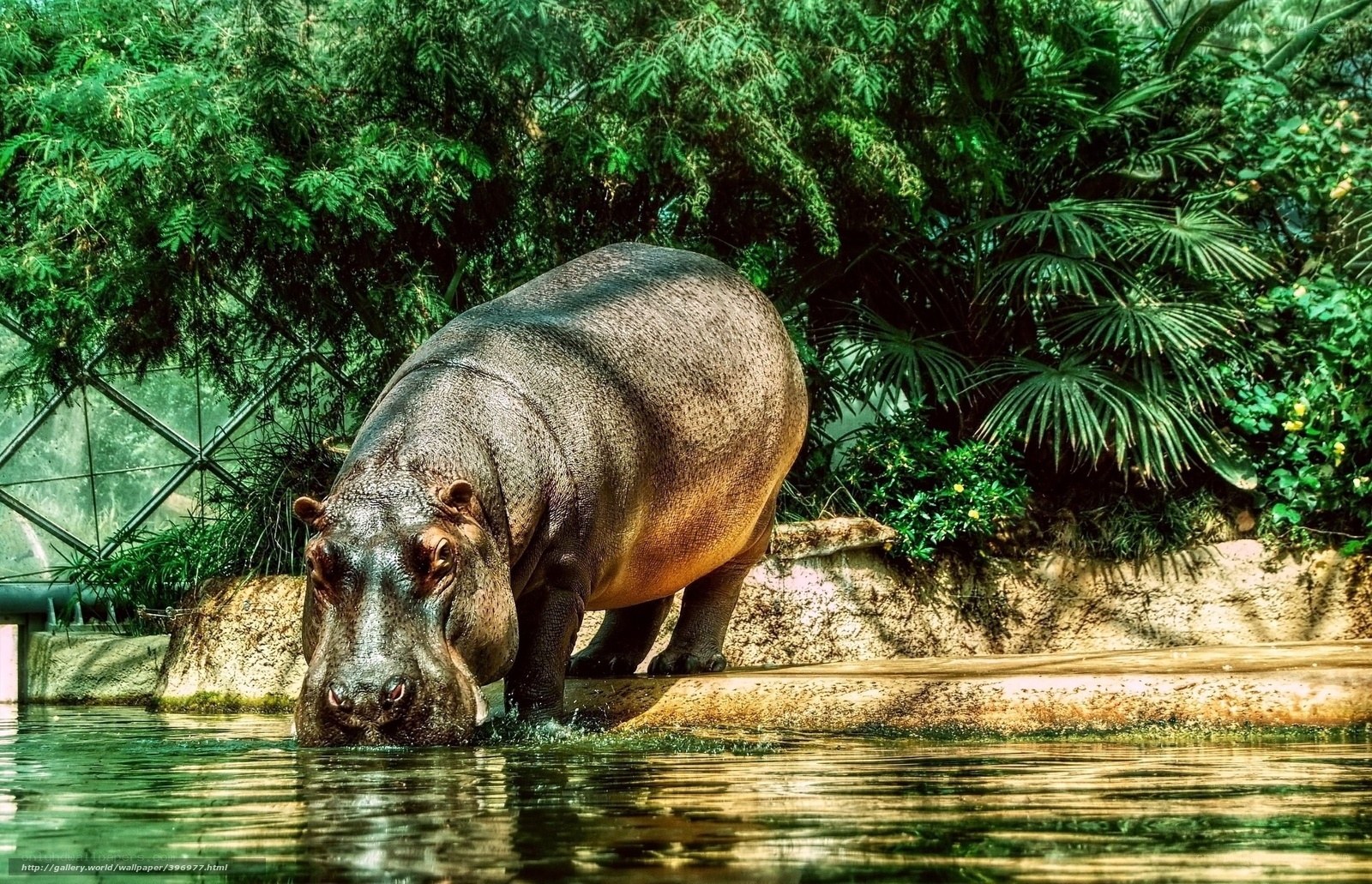 hippo in lush green enclosure
