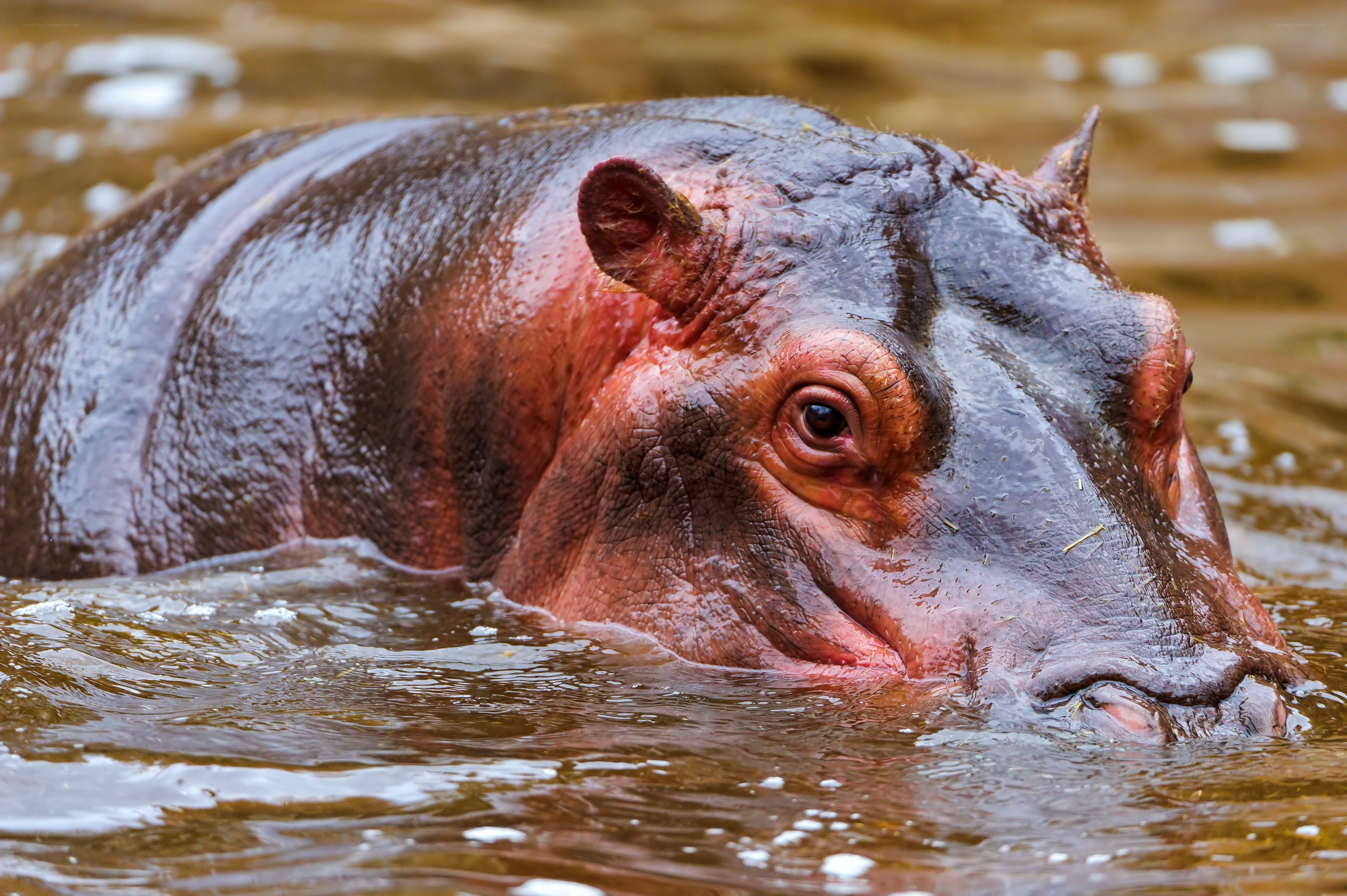 hippo in murky water
