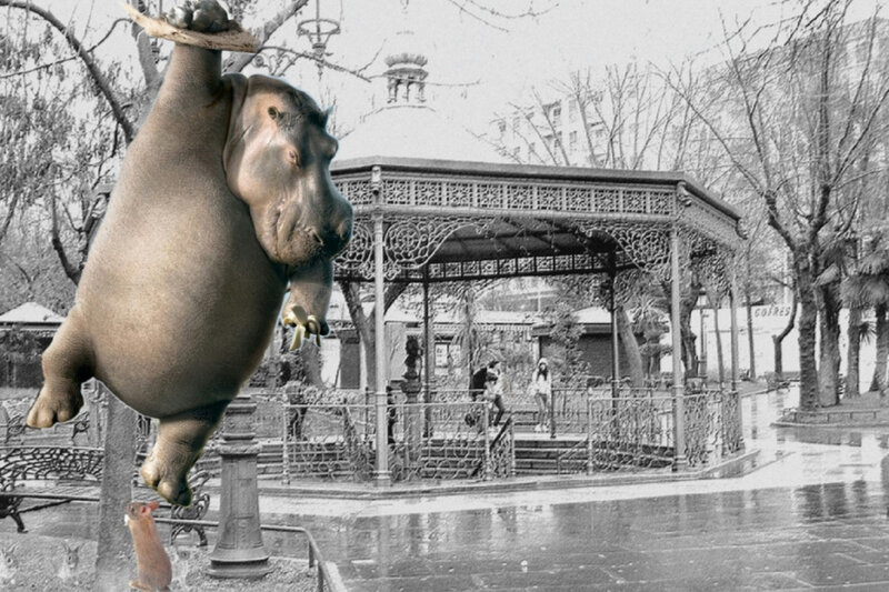 Hippo in Park
