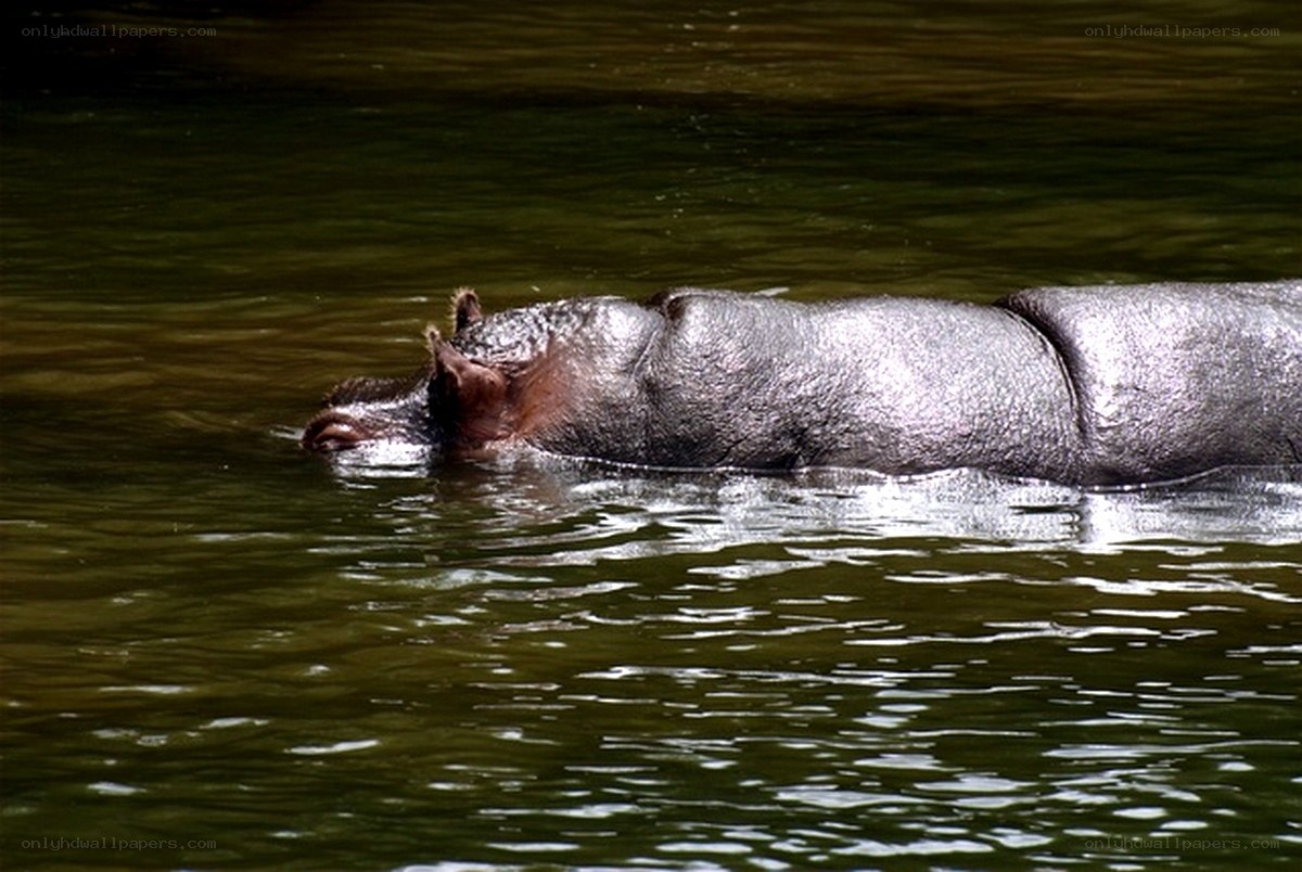 hippo in river water