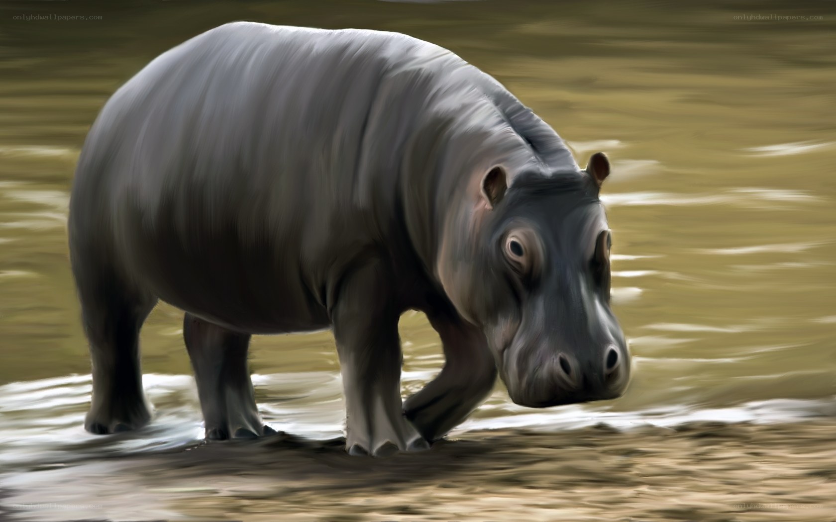 hippo in shallow water