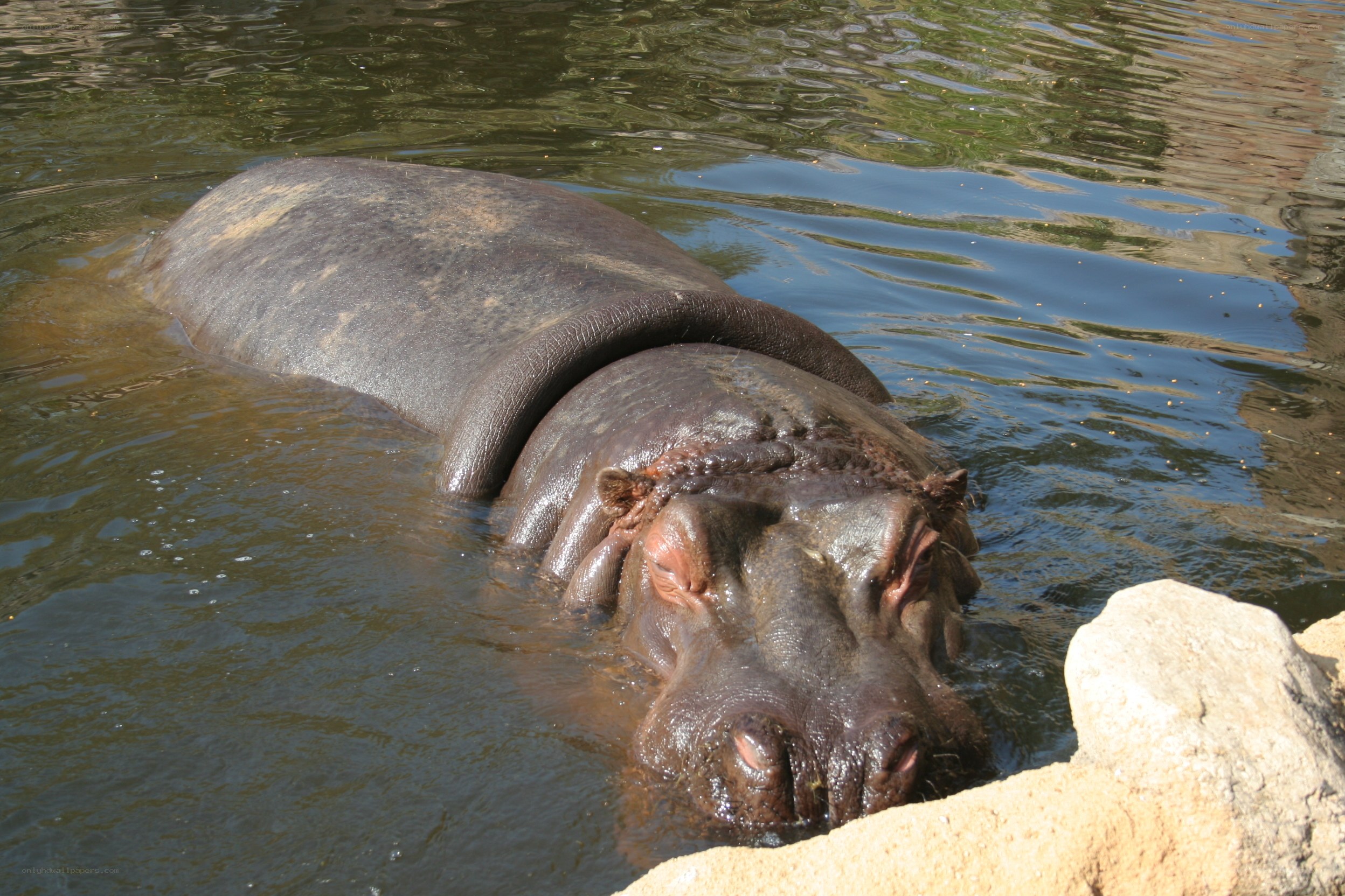 hippo in the water