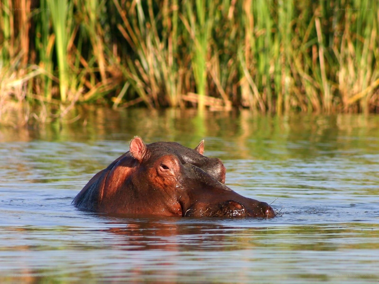 hippo in the water
