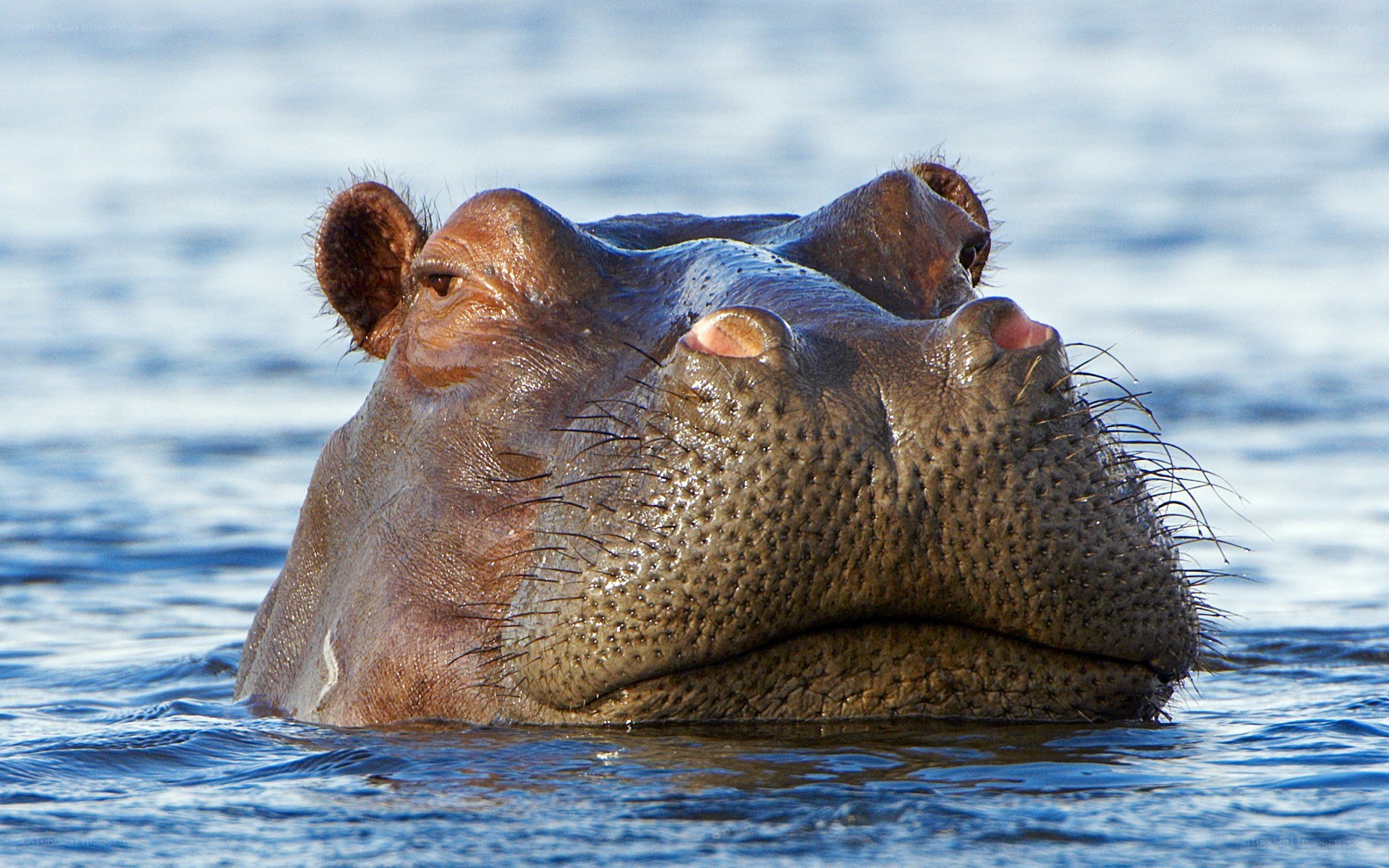 hippo in the water