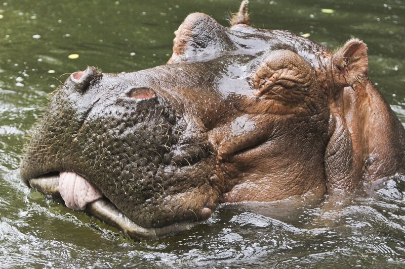 hippo in the water