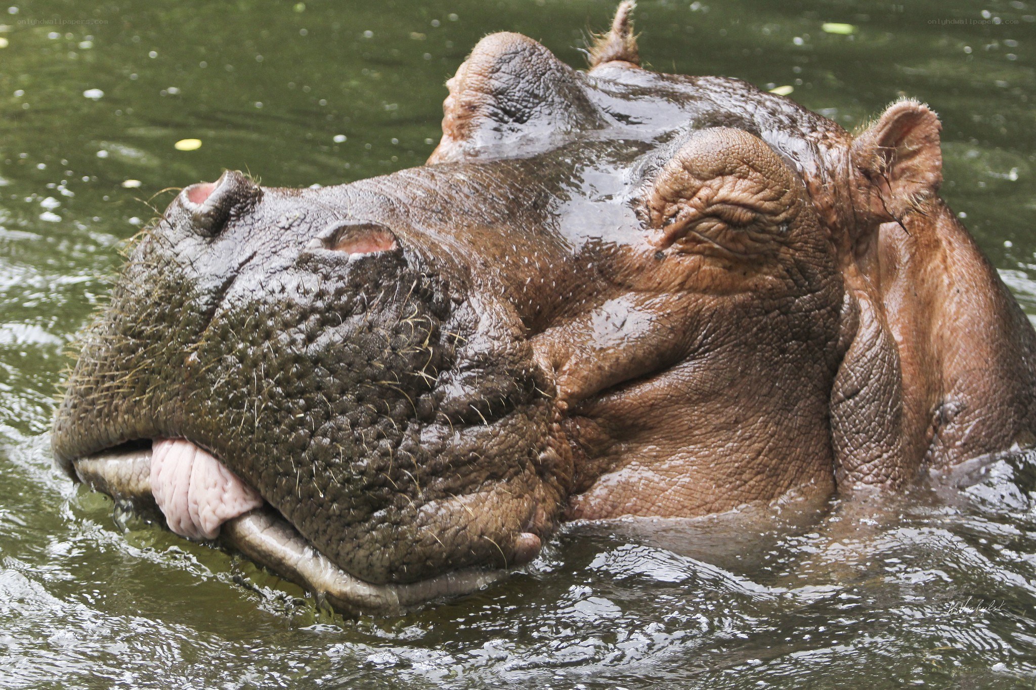 hippo in the water