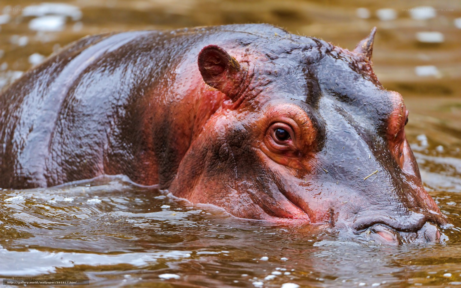 hippo in the water