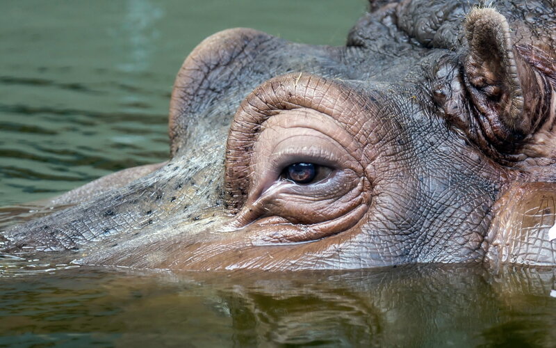 Hippo in Water — Brown, Calm
