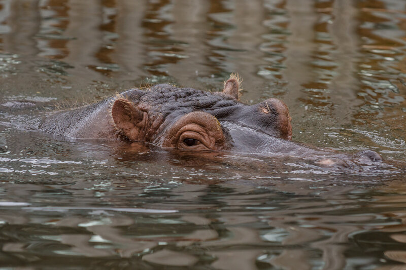 Hippo in Water — Brown