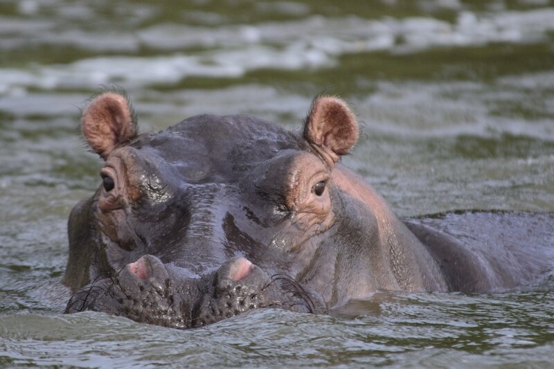 Hippo in Water — Gray, Calm, Photograph