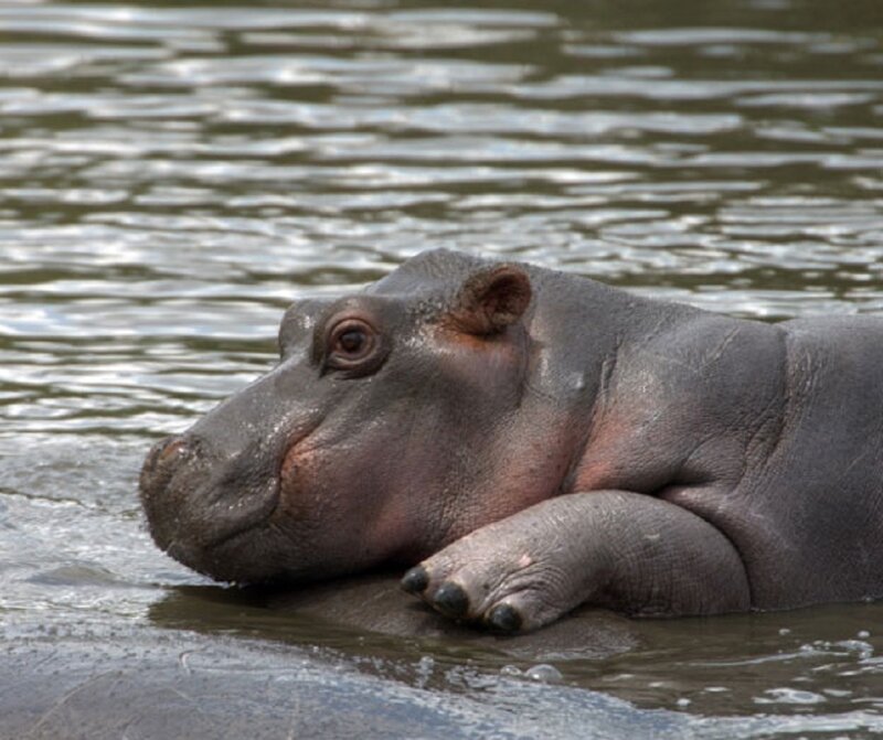 Hippo in Water — Gray, Calm