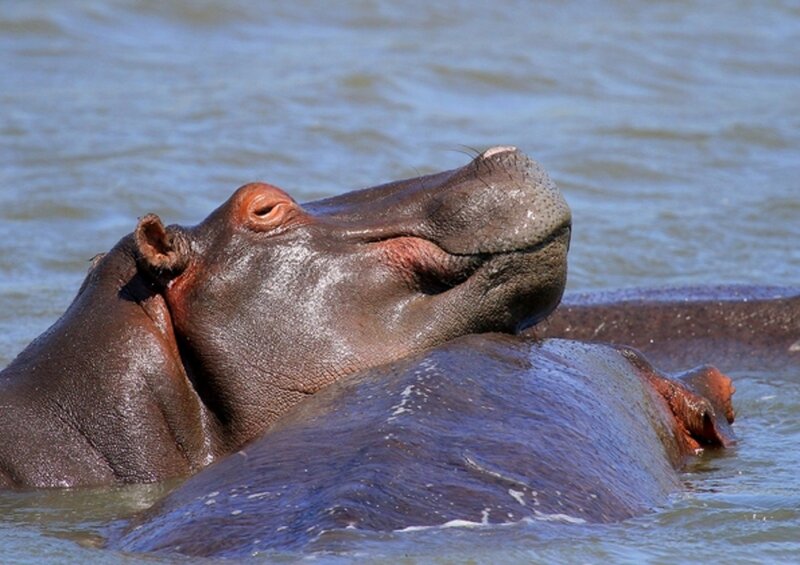 Hippo in Water — Gray