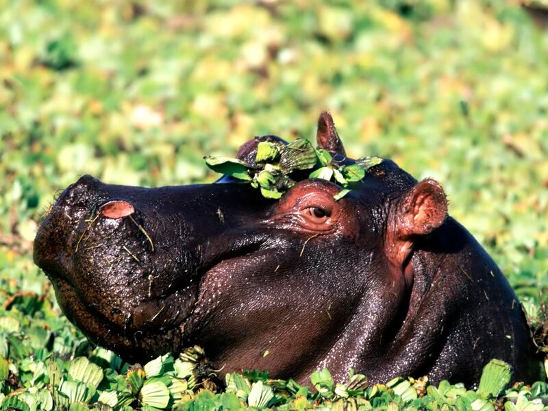 Hippo in Water Plants — Green