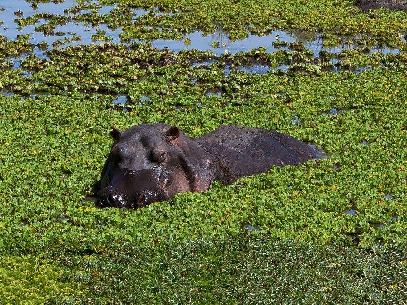 Hippo in Water Plants
