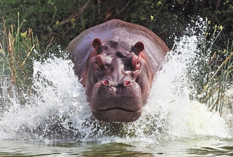 Hippo in Water
