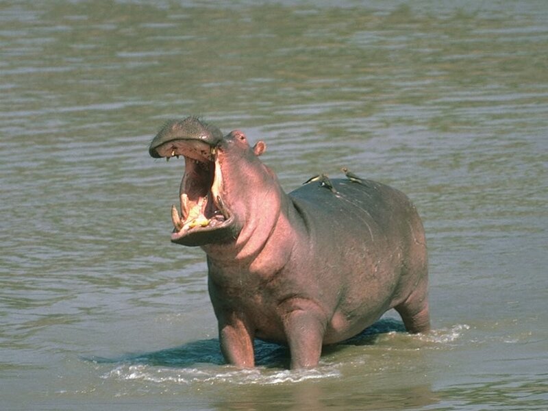 Hippo in water with open mouth