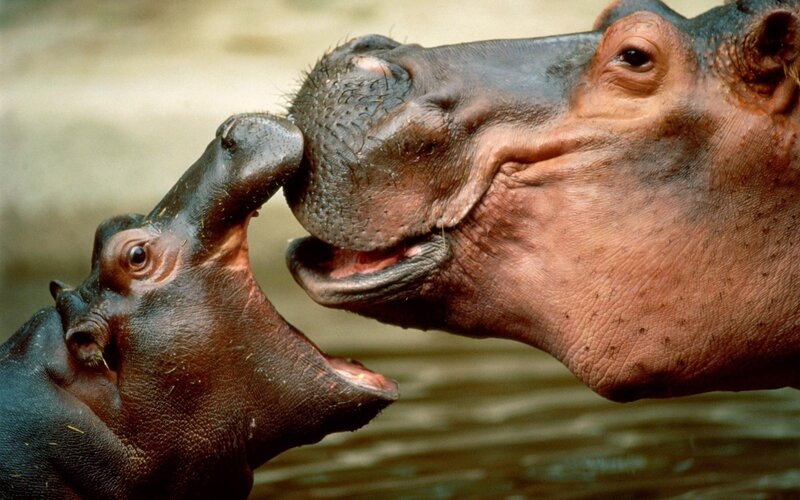 Hippo Mother and Calf — Brown, Calm