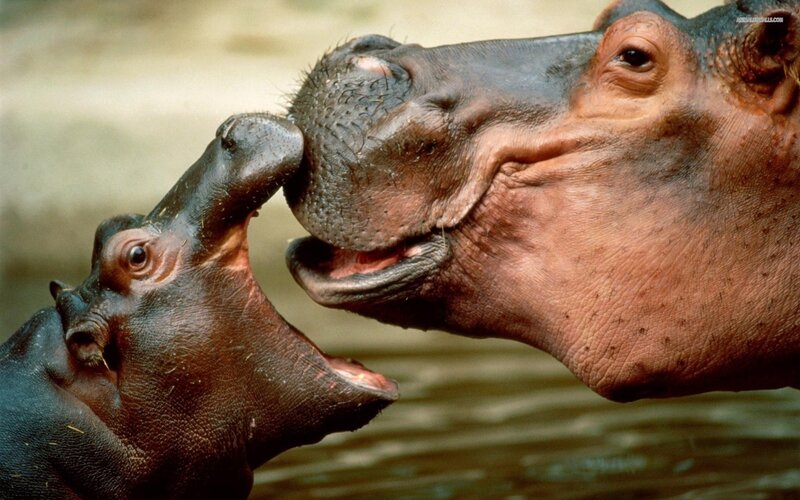 Hippo Mother and Calf — Brown