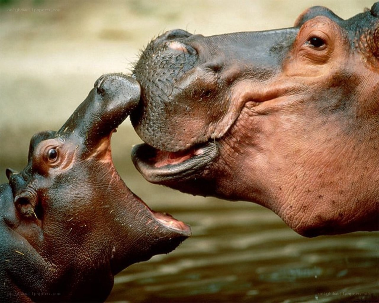 hippo mother and calf interaction