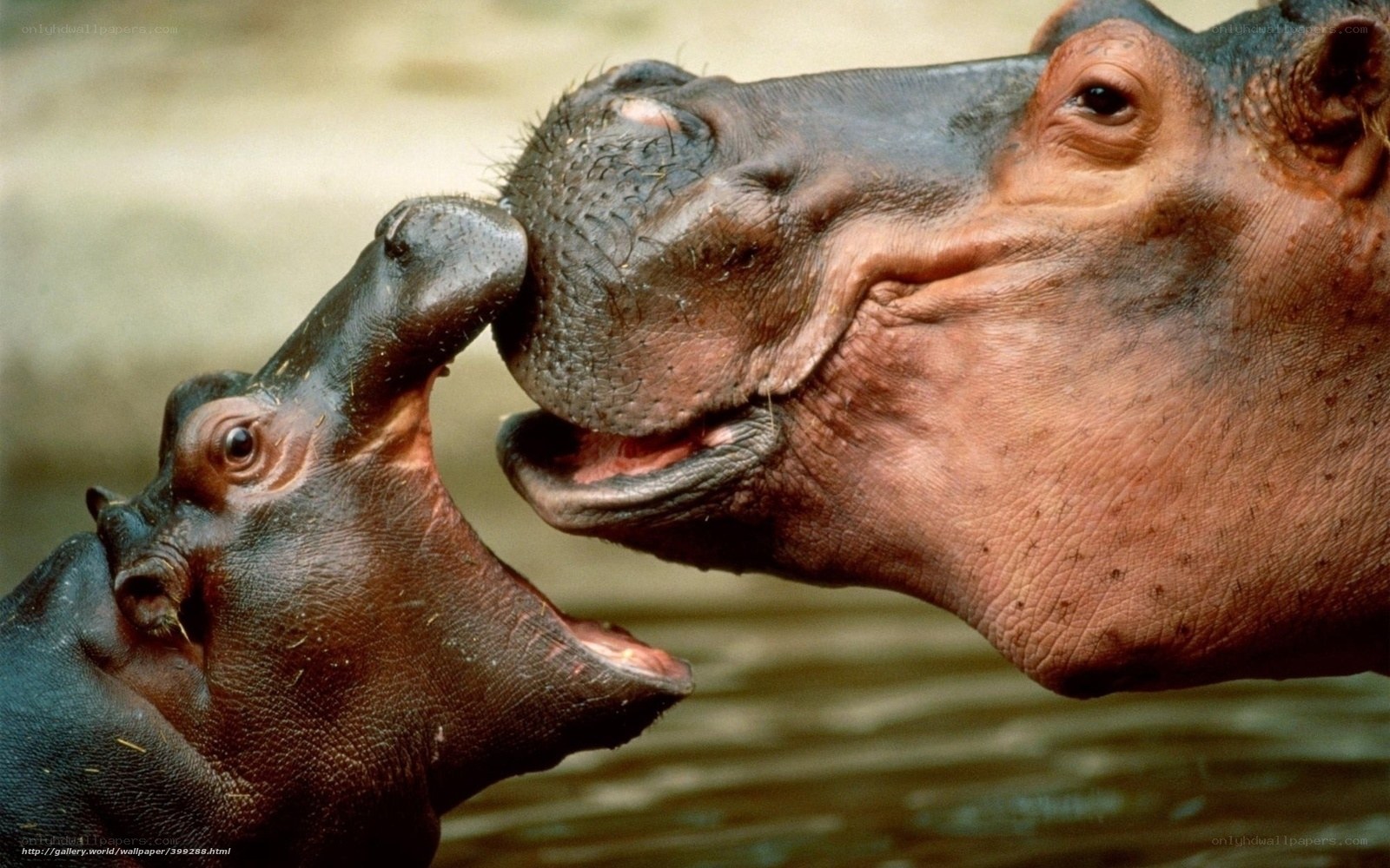 hippo mother and calf interaction