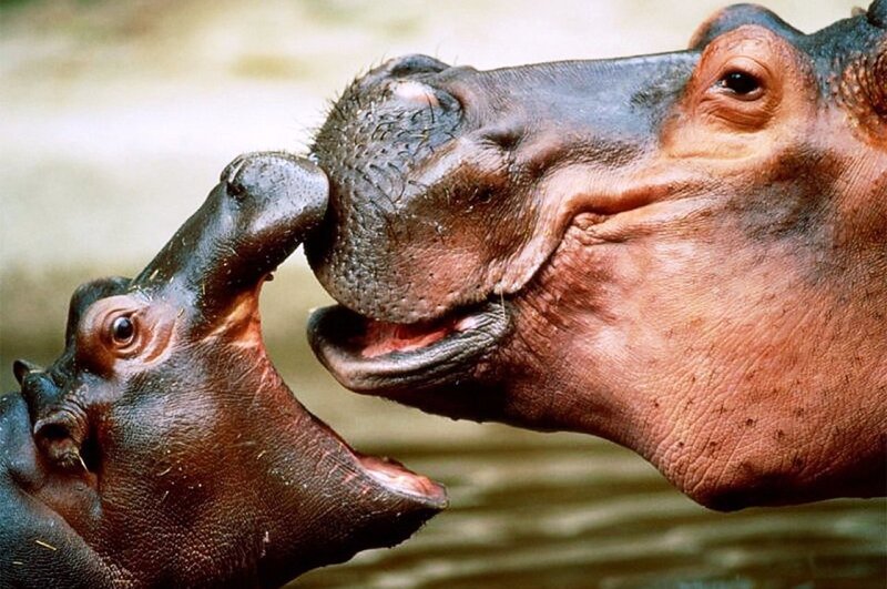 Hippo Mother and Calf