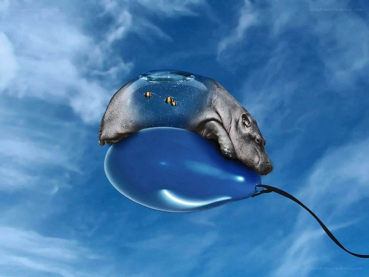 hippo on a balloon