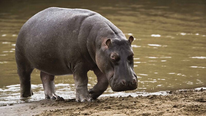 Hippo on riverbank