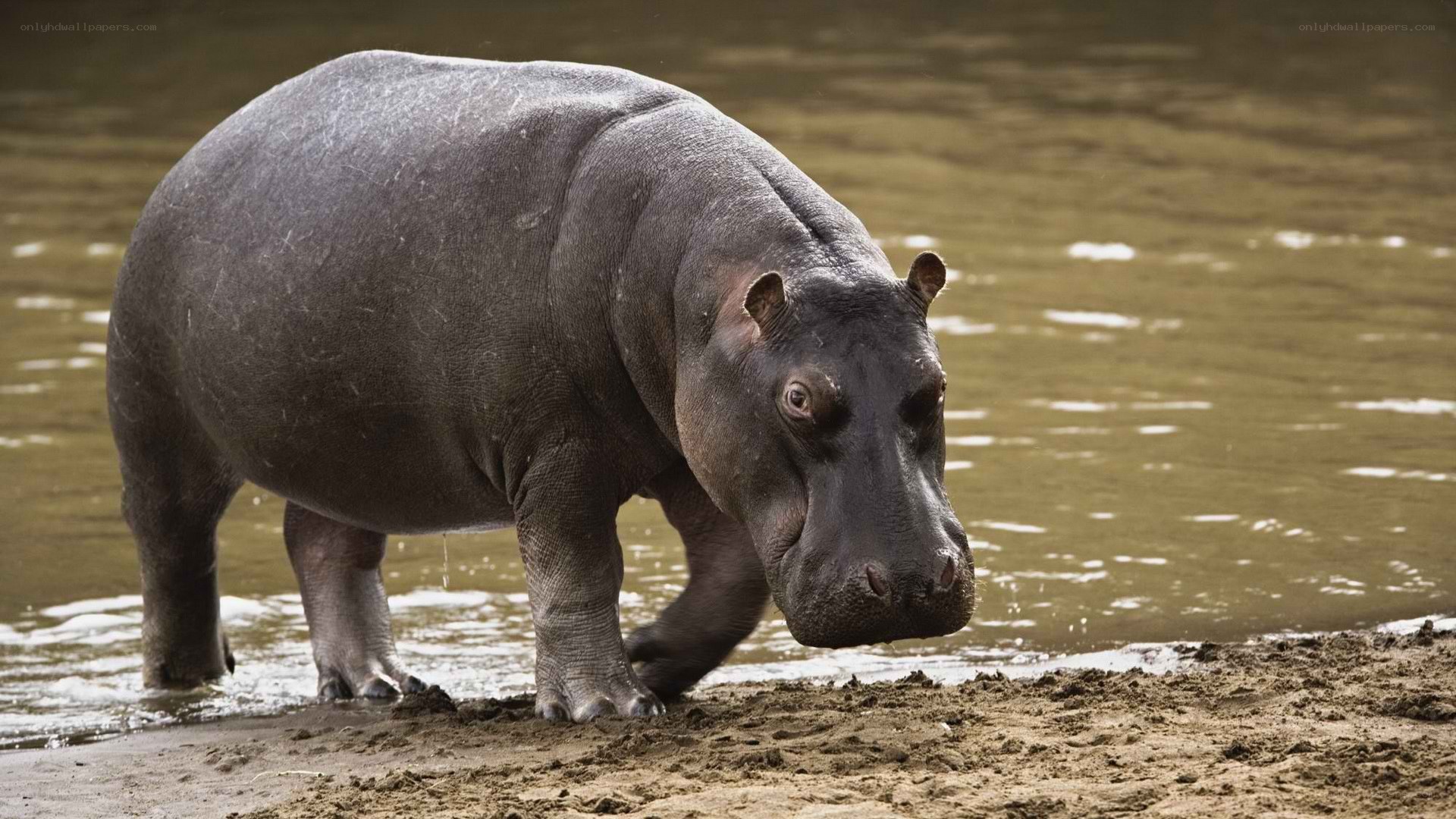 Hippo on riverbank