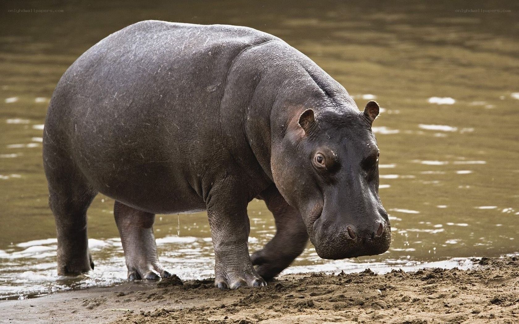 Hippo on riverbank