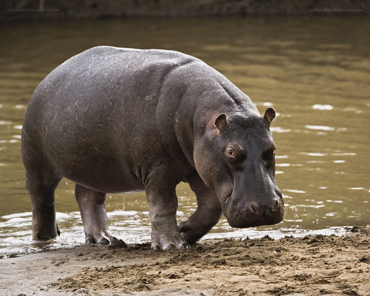 Hippo on riverbank