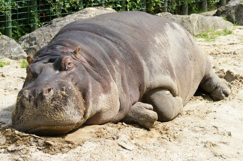 hippo resting on sand