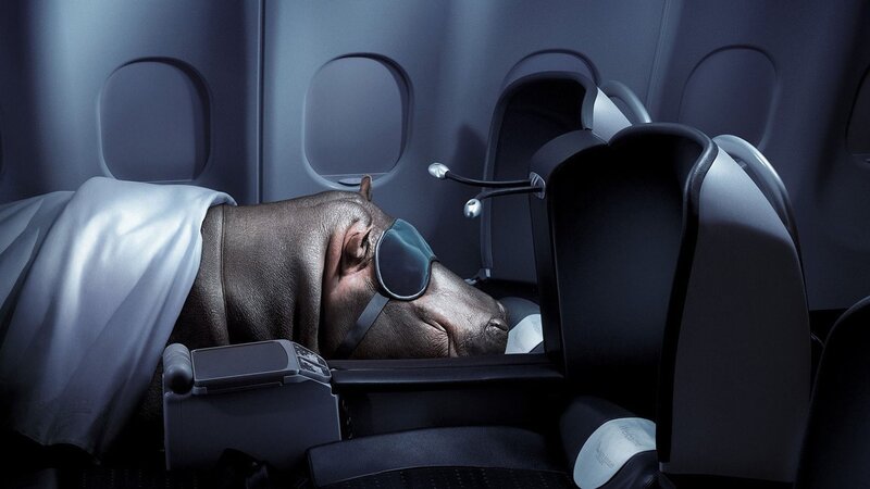 Hippo Sleeping in Airplane Seat — Gray
