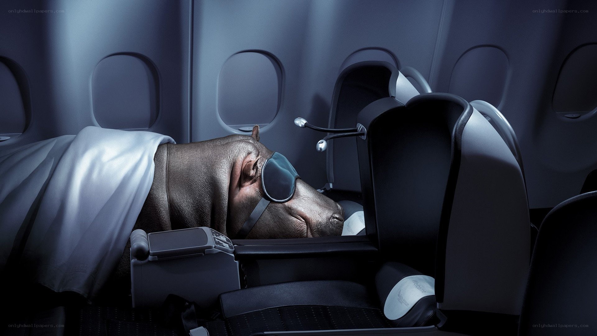 hippo sleeping in airplane seat