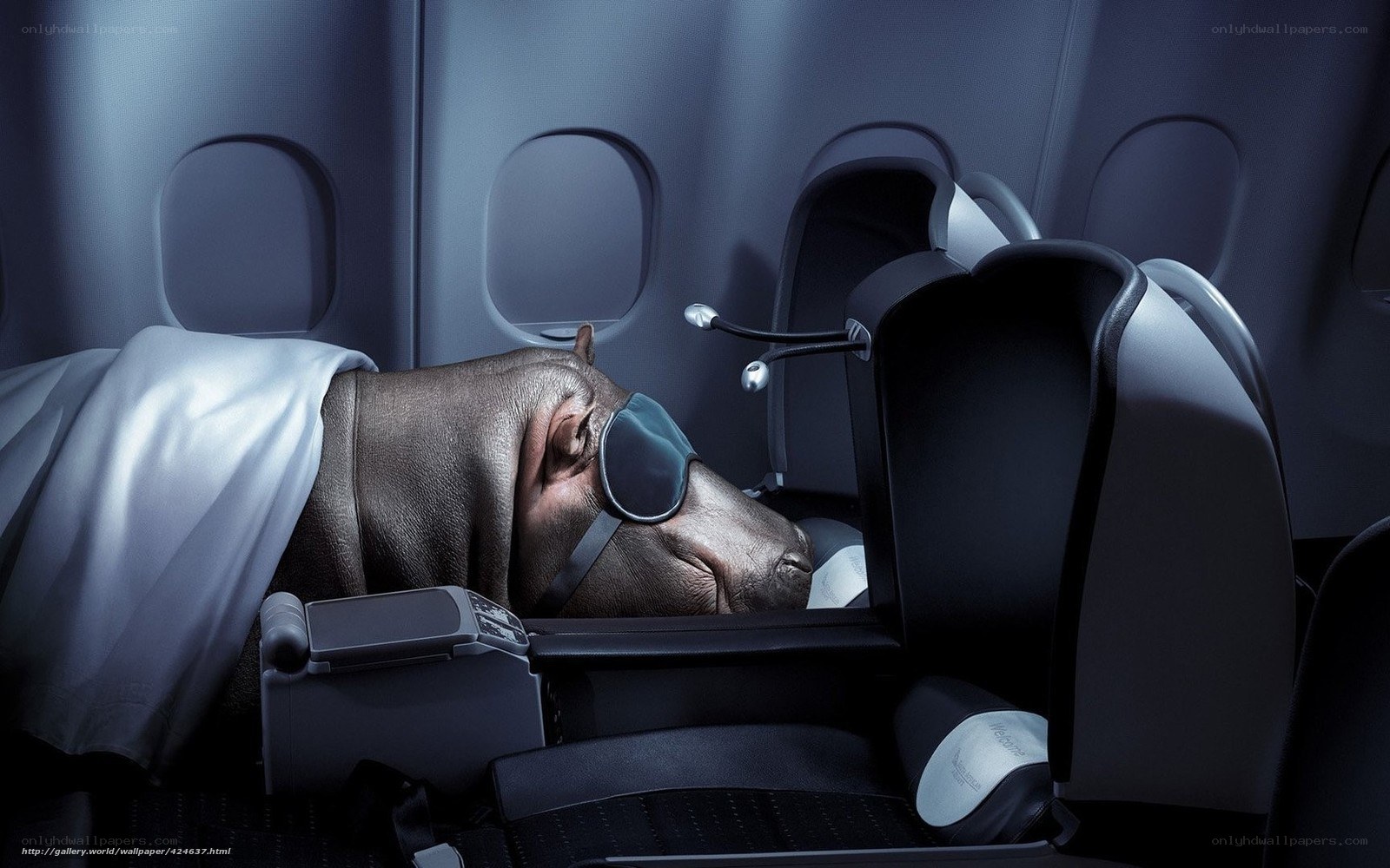 hippo sleeping on airplane