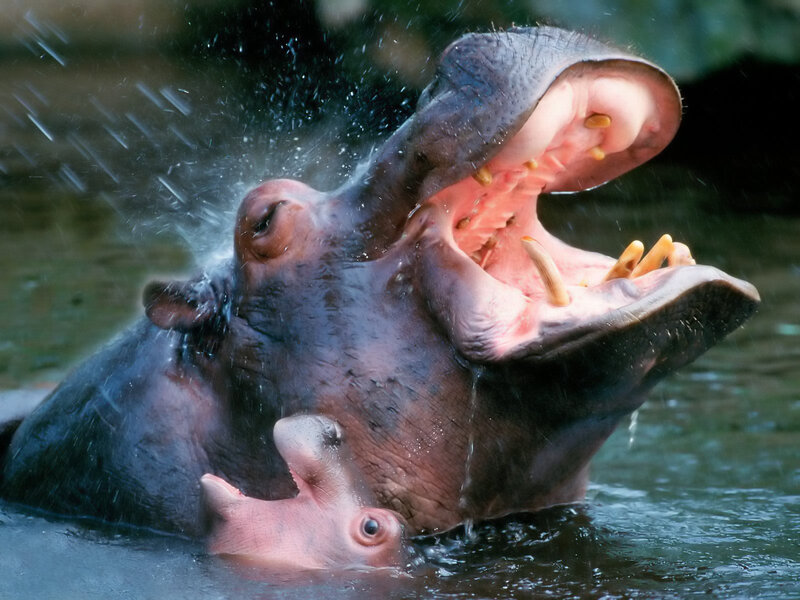 Hippo splashing water with open mouth