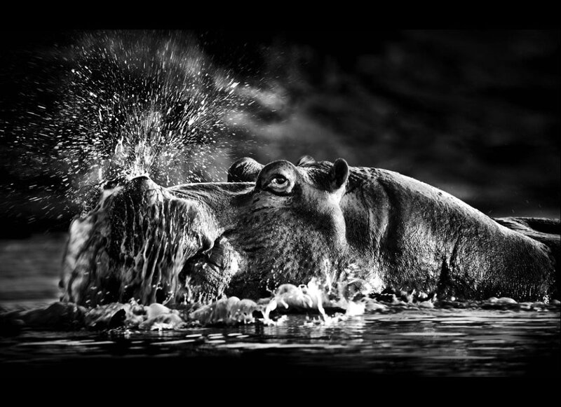 Hippo Spouting Water