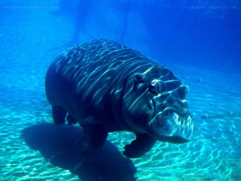 hippo swimming underwater