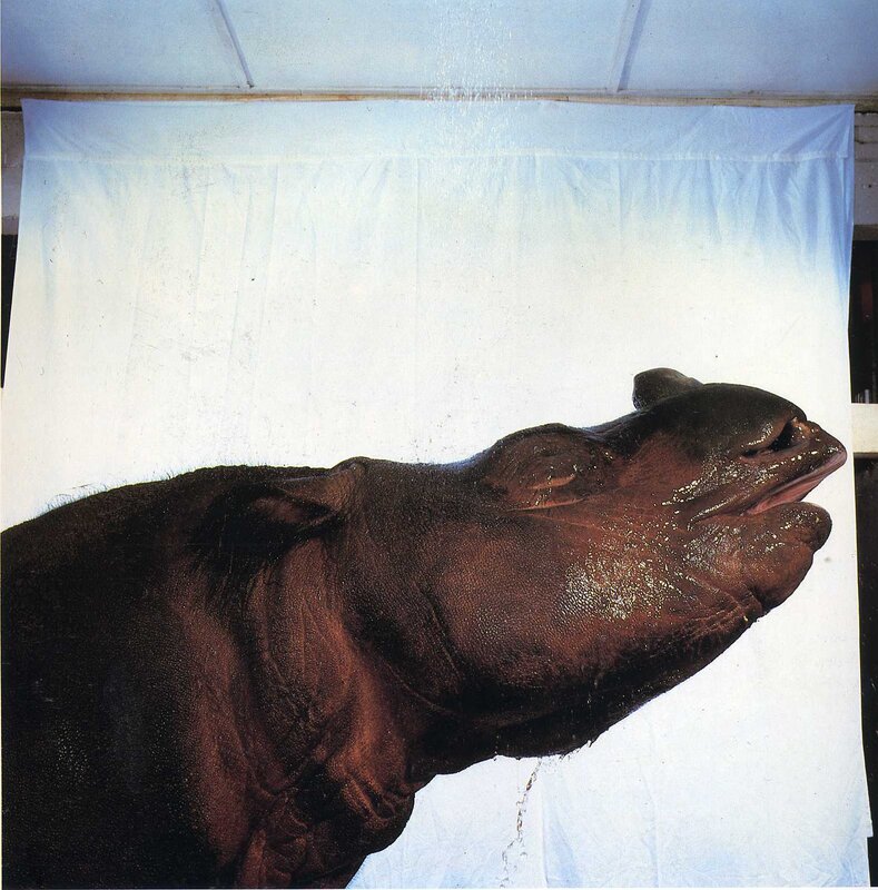 hippo under water spray