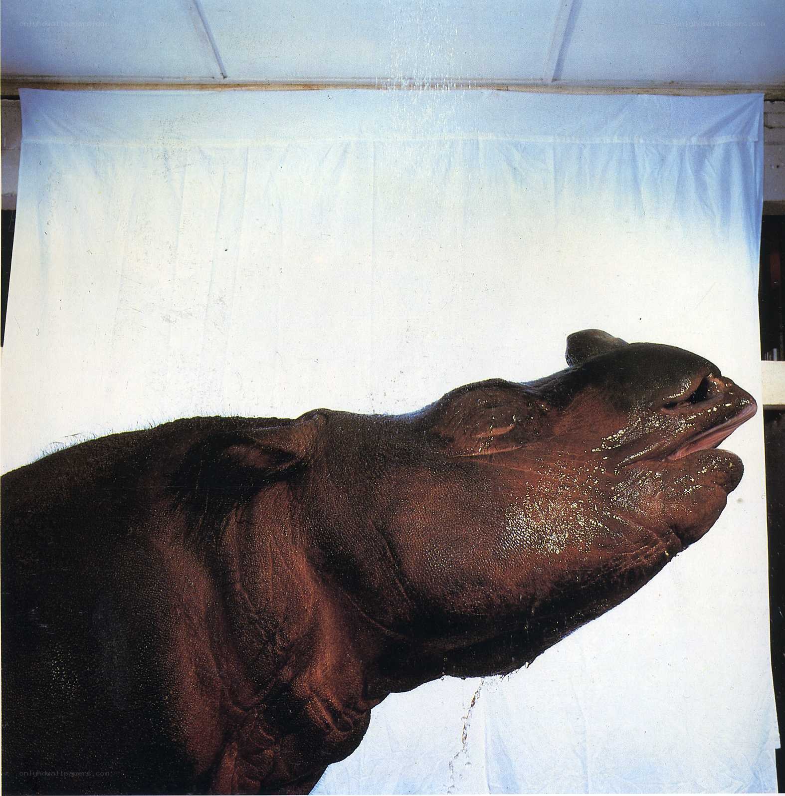 hippo under water spray