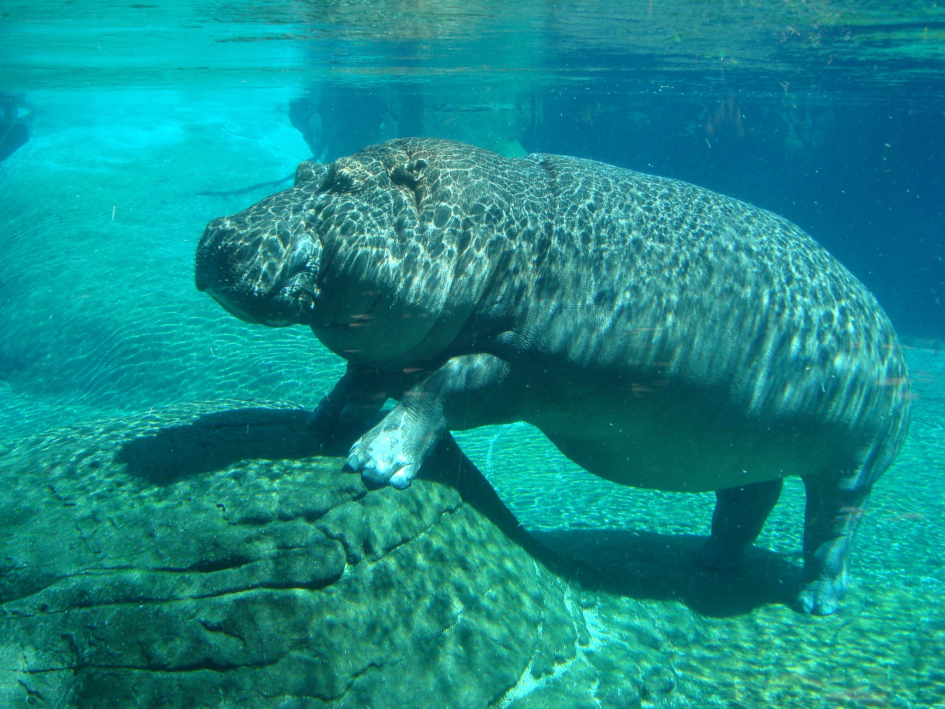 Hippo underwater at zoo